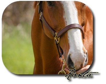 konta