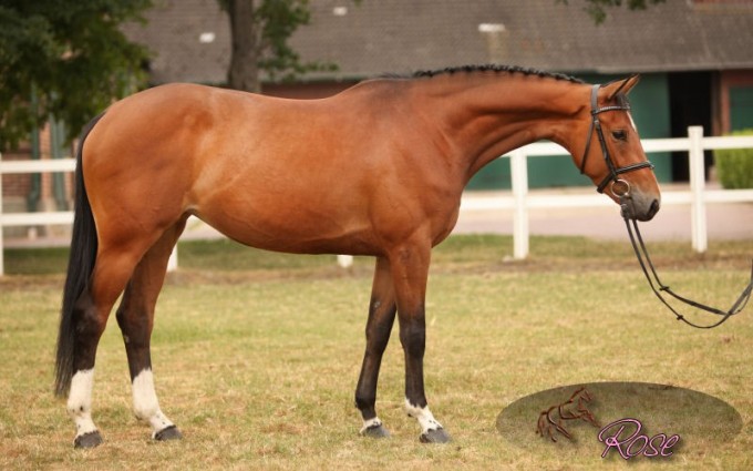 800_Capucine_Hunter