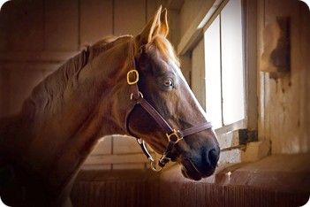 chestnut-horse-in-stable