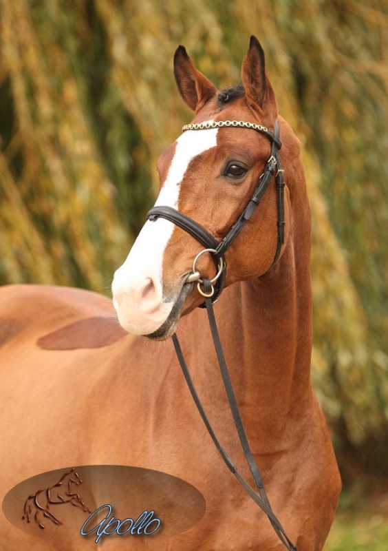 600_Casablanca_Portrait_02