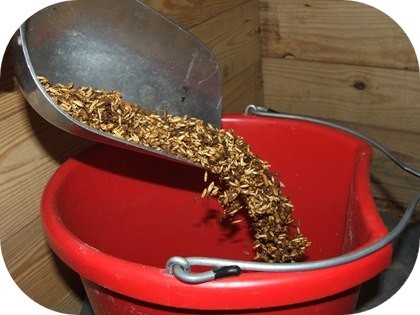 pouring-sweet-feed-into-bucket